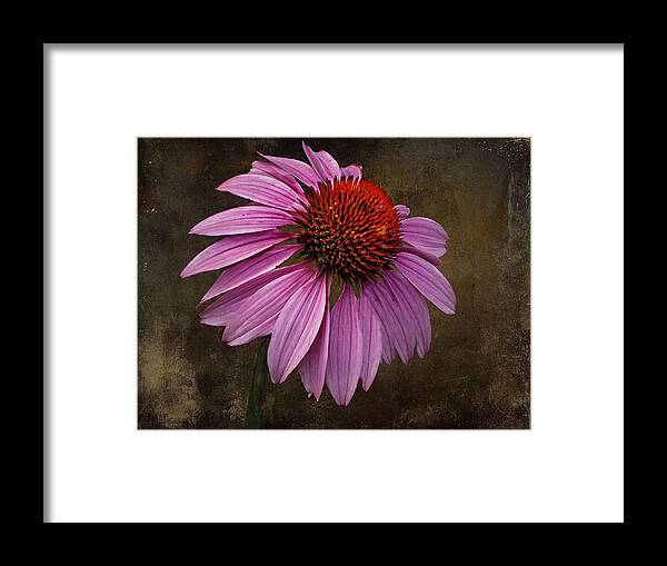 Flower Framed Print featuring the photograph Bittersweet Memories by David Dehner