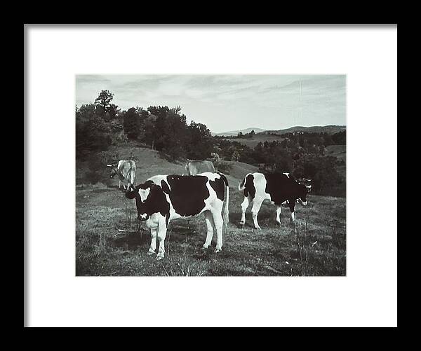 Black And White Photograph Framed Print featuring the photograph Black and White Cows by Joan Reese