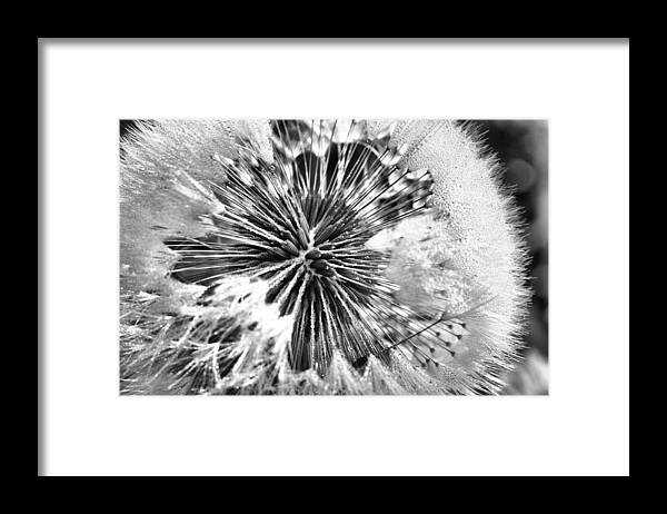 Black And White Framed Print featuring the photograph Black and White Dandelion by JC Findley