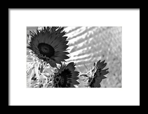 Sunflower Framed Print featuring the photograph Black and White Flower of the Sun by Michael Hope