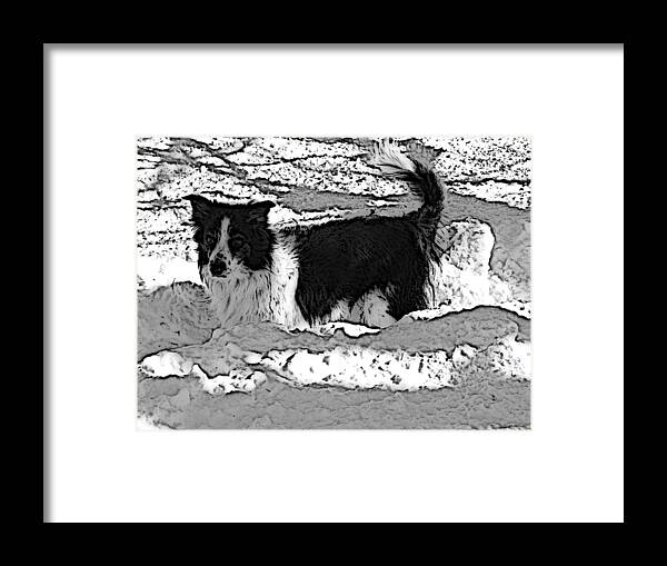 Dog Framed Print featuring the photograph Black and White in Snow by Michael Porchik
