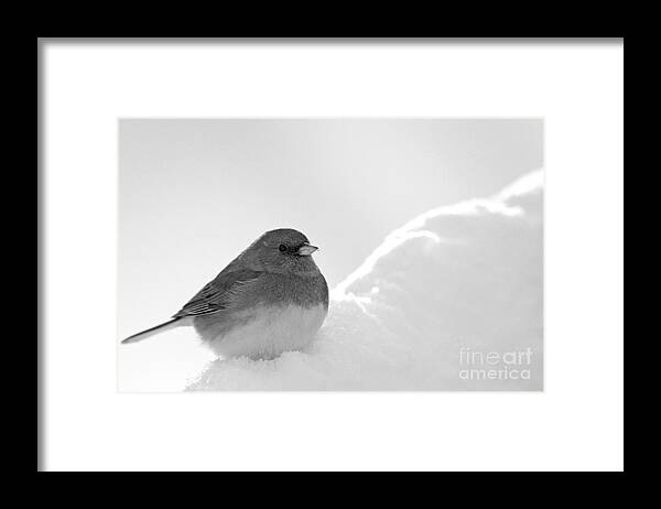 Junco Framed Print featuring the photograph Black and White by Jayne Carney
