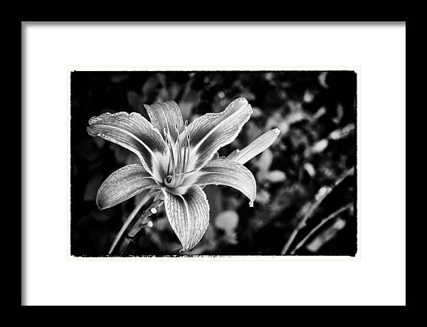 Mason Neck Framed Print featuring the photograph Black and White Lily by Bradley Clay