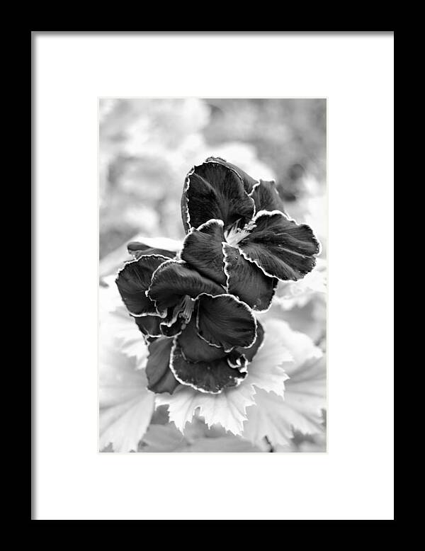 Kula Botanical Gardens Framed Print featuring the photograph Black and White Maui Flowers by Amy Fose