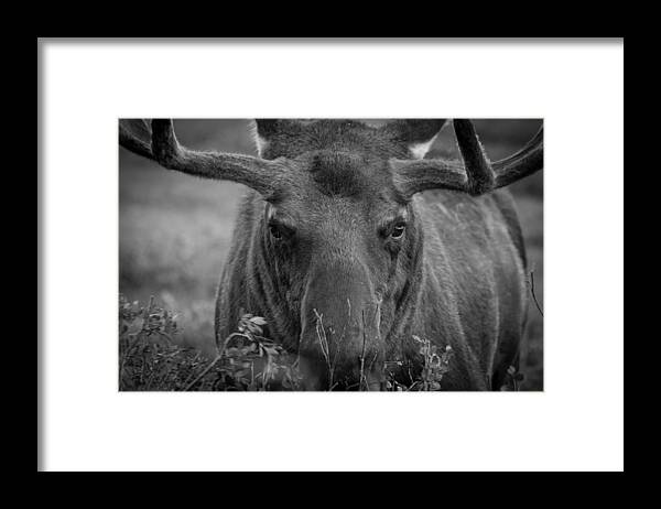 Moose Framed Print featuring the photograph Black and White Moose Close Up by Tony Hake