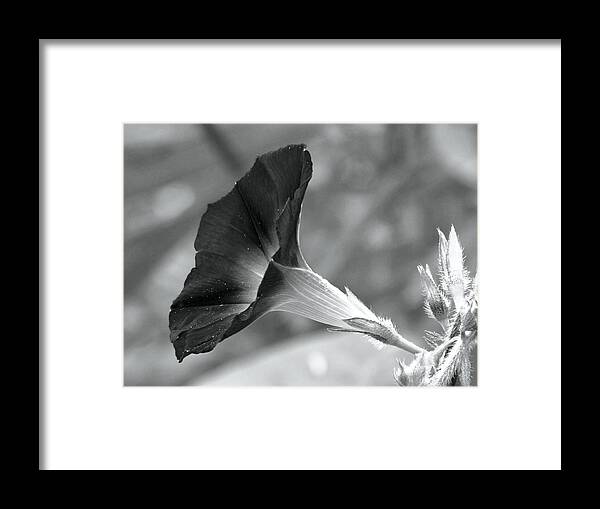Morning Glory Framed Print featuring the photograph Black and White Morning Glory by Carol Montoya