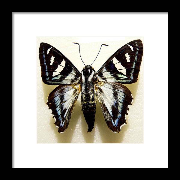 Butterfly Framed Print featuring the photograph Black and White Moth by Rosalie Scanlon