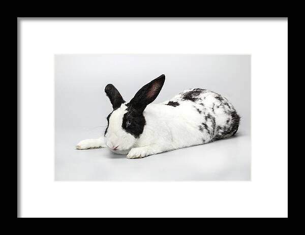 Background Framed Print featuring the photograph Black And White Pet Rabbi by Photostock-israel