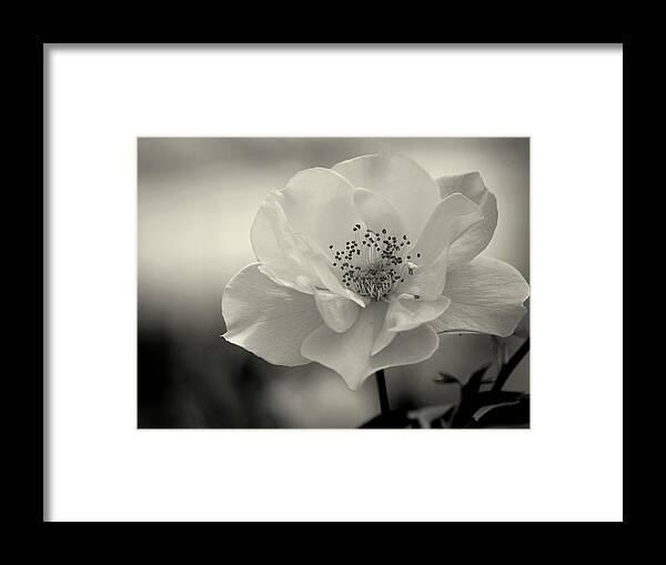 Nature Framed Print featuring the photograph Black and White Rose by Amee Cave