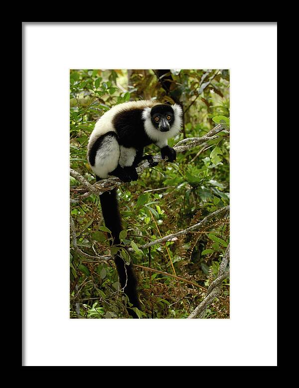 00217616 Framed Print featuring the photograph Black And White Ruffed Lemur by Pete Oxford