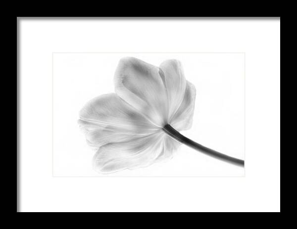 Tulip Framed Print featuring the photograph Black and White Tulip by Arlene Carmel