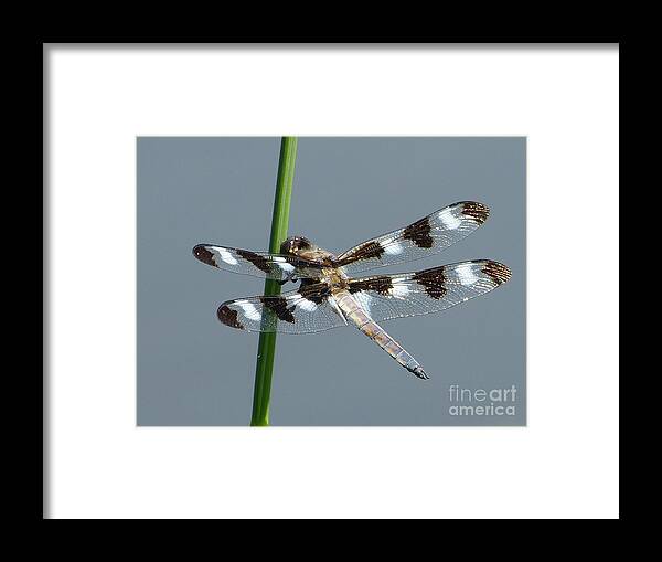 Dragonfly Framed Print featuring the photograph Black and White Twelve Spotted Skimmer Dragonfly by Christine Stack