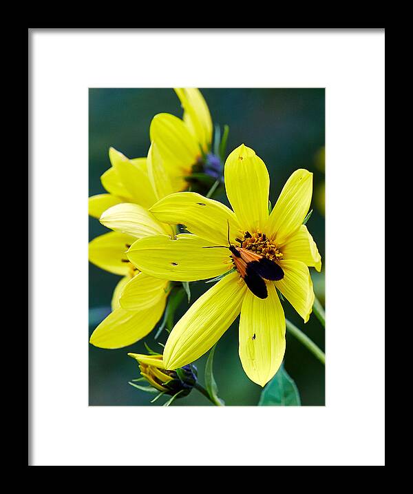 Yellow Framed Print featuring the photograph Black-and-yellow Lichen Moth by Brian Simpson