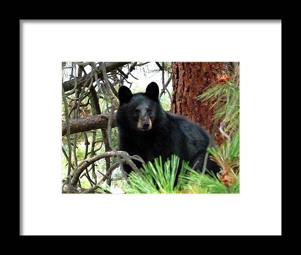 Black Bear Framed Print featuring the photograph Black Bear 1 by Will Borden