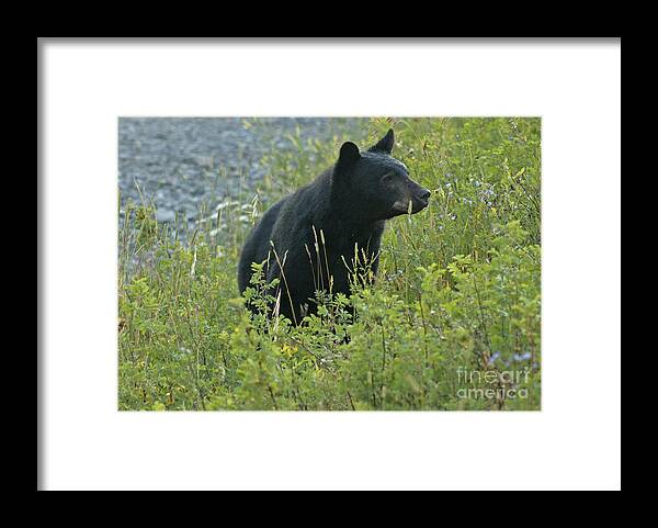 Black Bear Framed Print featuring the photograph Black Bear by Cindy Murphy - NightVisions 