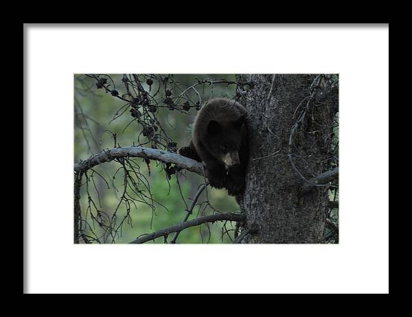 Black Bear Framed Print featuring the photograph Black Bear Cub in Tree by Frank Madia