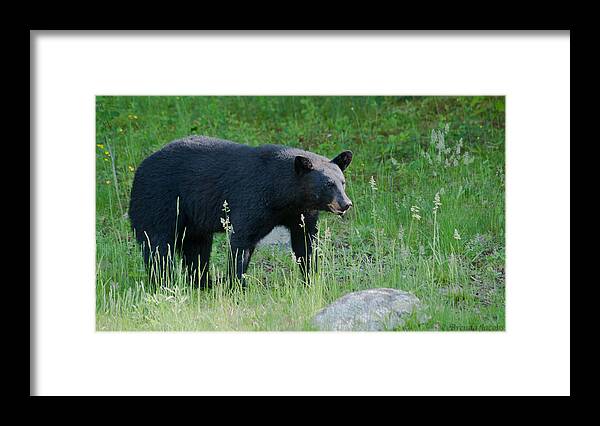Bear Framed Print featuring the photograph Black Bear Female by Brenda Jacobs