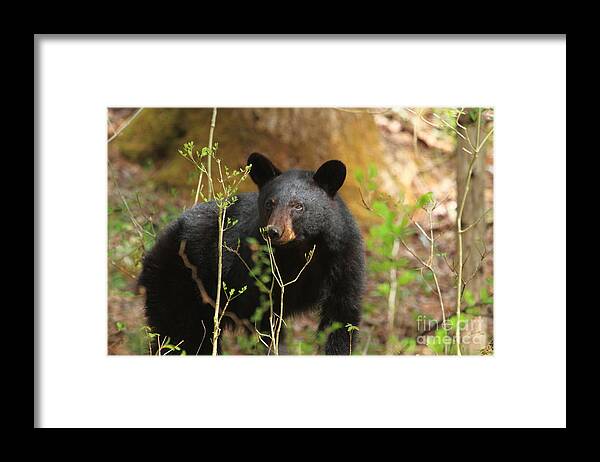 Bear Framed Print featuring the photograph Black Bear by Geraldine DeBoer