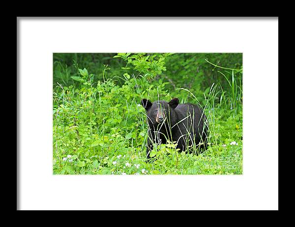 Black Bear Framed Print featuring the photograph Black bear in weeds by Dan Friend