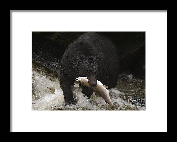 Ursus Americanus Framed Print featuring the photograph Black Bear With Salmon by Ron Sanford