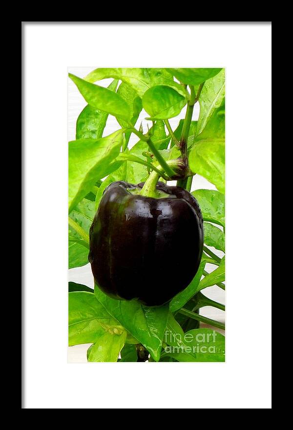Bell Framed Print featuring the photograph Black Bell Pepper by Renee Trenholm
