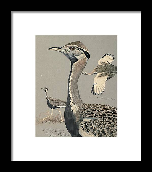 Black Bellied Bustard Framed Print featuring the painting Black Bellied Bustard by Dreyer Wildlife Print Collections 