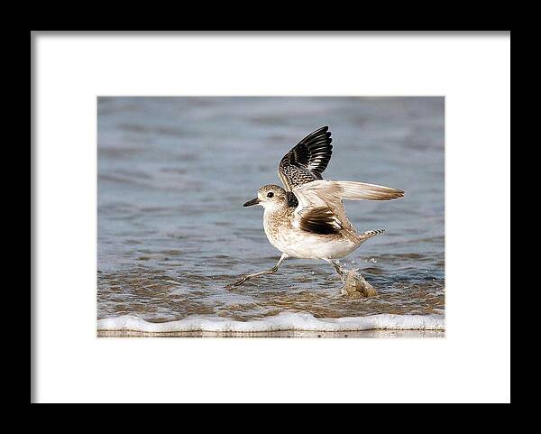 Black-bellied Framed Print featuring the photograph Black-bellied Plover in Surf by Richard Mittleman by  California Coastal Commission