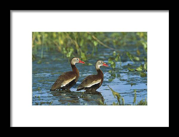 Feb0514 Framed Print featuring the photograph Black-bellied Whistling Ducks Wading by Tom Vezo