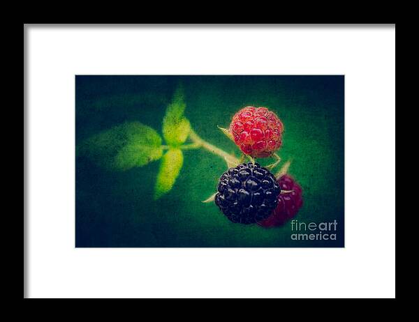 Black Berry Framed Print featuring the photograph Black Berry with Texture by Todd Bielby