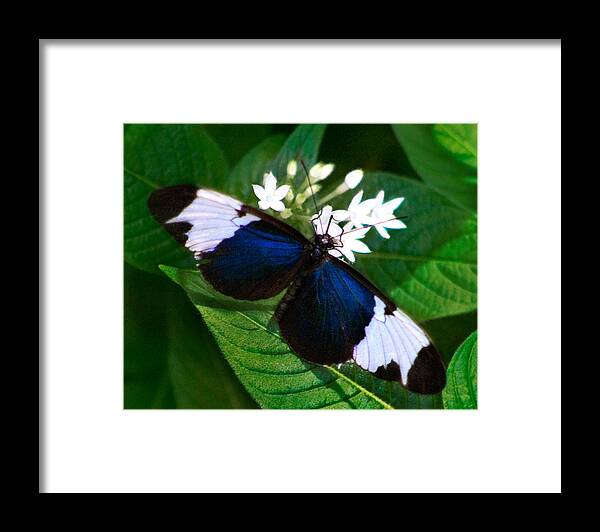 Karen Stephenson Photography Framed Print featuring the photograph Black Blue and White by Karen Stephenson