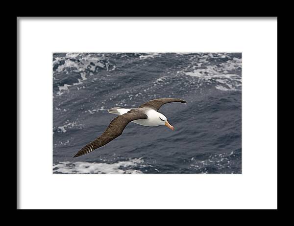 Flpa Framed Print featuring the photograph Black-browed Albatross Flying Scotia by Dickie Duckett