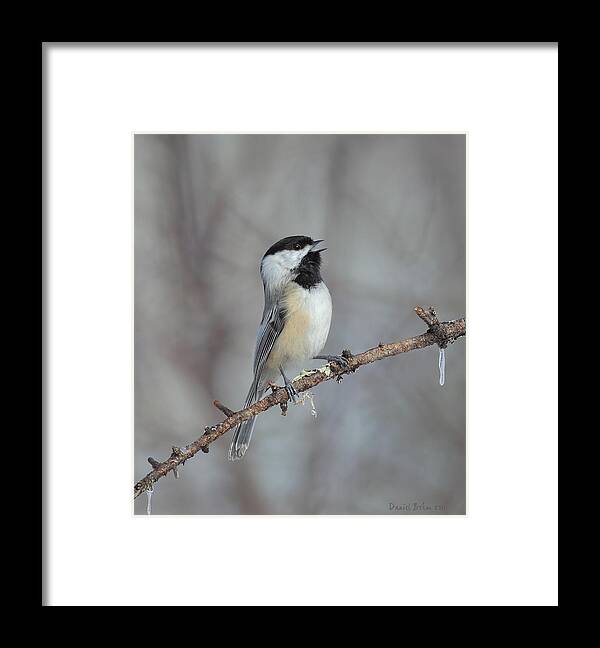 Black Capped Chickadee Framed Print featuring the photograph Black Capped Chickadee Calling by Daniel Behm