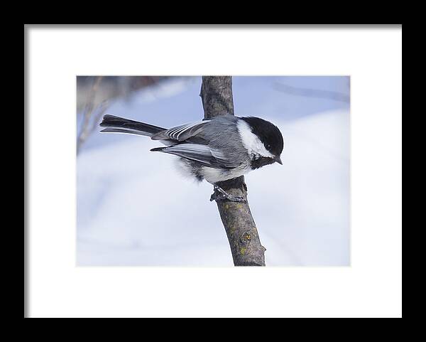 Snow Framed Print featuring the photograph Black Capped Chickadee by Gerald Murray Photography