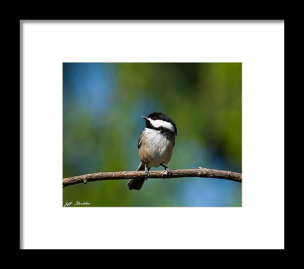 Animal Framed Print featuring the photograph Black Capped Chickadee Perched on a Branch by Jeff Goulden