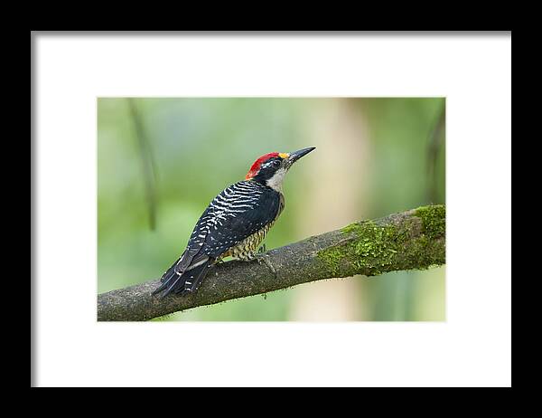 Tui De Roy Framed Print featuring the photograph Black-cheeked Woodpecker Male Milpe by Tui De Roy