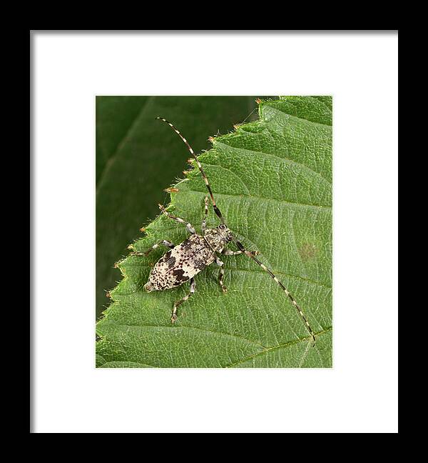 Insect Framed Print featuring the photograph Black-clouded Longhorn Beetle by Nigel Downer