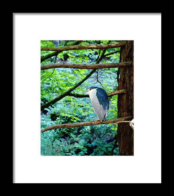 Birds Framed Print featuring the photograph Black-Crowned Night Heron 2 by Ben Upham III