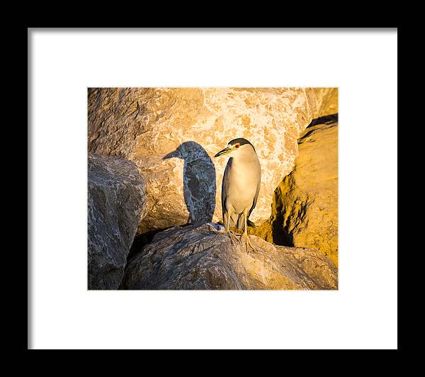 Black-crowned Night Heron Framed Print featuring the photograph Black-Crowned Night Heron At Dawn by Priya Ghose