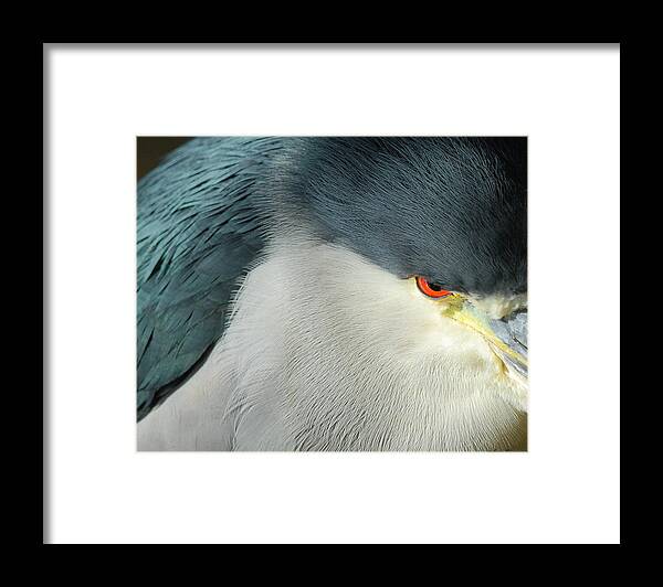 Black Framed Print featuring the photograph Black-crowned Night Heron Close-up by Avian Resources