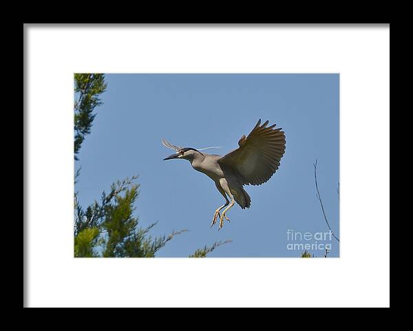 Heron Framed Print featuring the photograph Black Crowned Night Heron In Flight by Kathy Baccari