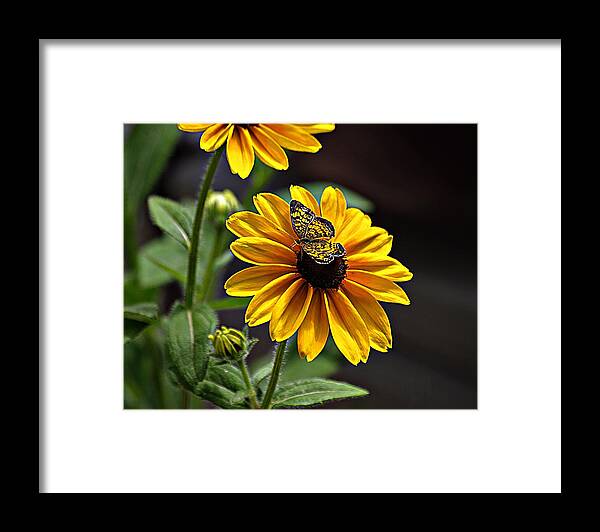 Black-eyed Susan Framed Print featuring the photograph Black-eye Susan with Butterfly by Karen McKenzie McAdoo