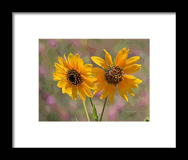  Framed Print featuring the photograph Black-eyed Susan by Matalyn Gardner