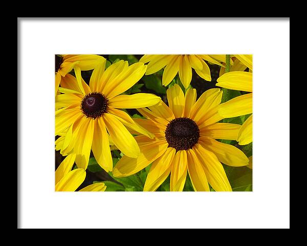 Black Eyed Susan Framed Print featuring the photograph Black Eyed Susans by Suzanne Gaff
