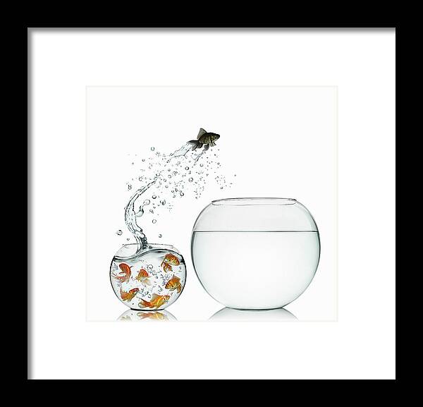 Pets Framed Print featuring the photograph Black Goldfish by Gandee Vasan