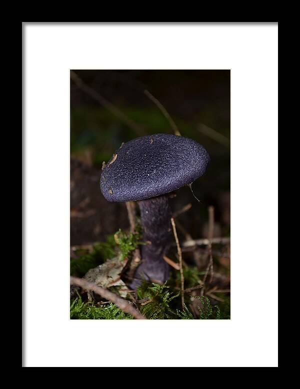 Black Mushroom Framed Print featuring the photograph Black Mushroom by Laureen Murtha Menzl
