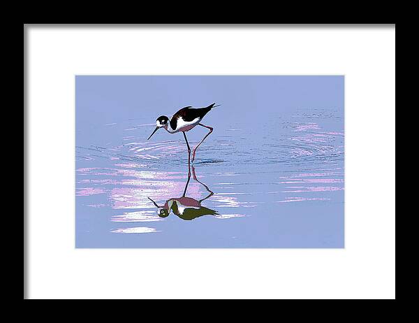 Black Neck Stilt Framed Print featuring the photograph Black Neck Stilt by Tom Janca