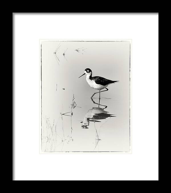 Black-necked Stilt Framed Print featuring the photograph Black-necked Stilt at Carson Lake Wetlands by Priscilla Burgers