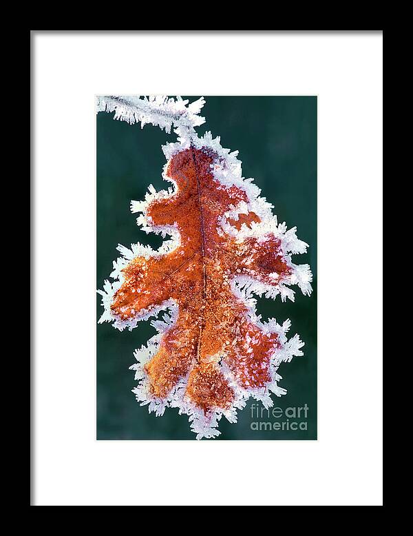 North America Framed Print featuring the photograph Black Oak Leaf Rime Ice Yosemite National Park California by Dave Welling