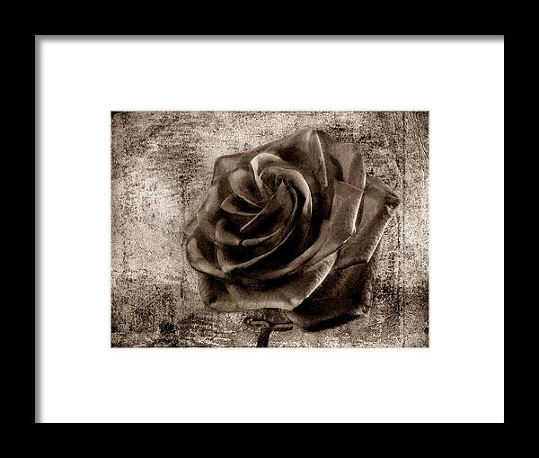 Rose Framed Print featuring the photograph Black Rose Eternal Sepia by David Dehner