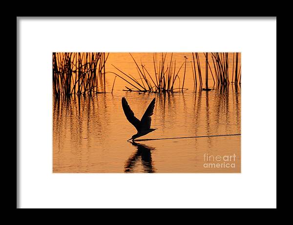 Birds Framed Print featuring the photograph Black Skimmer Silhouette by Jennifer Zelik